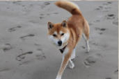 Willi the Cat(dog)