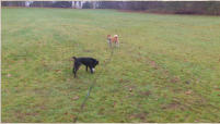 Ball spielen!