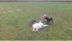 Balou gefllt mein Ball.