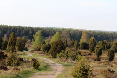 Der Weg zum Wilseder Berg (Lüneburger Heide)