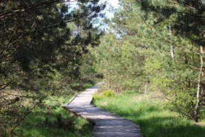 Immer brav auf den Holzplanken laufen