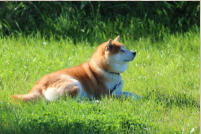 Endlich wieder die Morgensonne im Gras geniessen