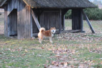 Schicke Hundehütte, ein bischen zugig vielleicht