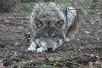 Der Wolf hat mich fest im Blick und auch in der Nase