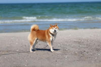 Beach pose