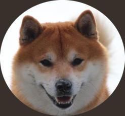 Shiba Inu Eiyu Eastereggs