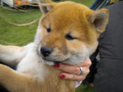 ??? Shiba ??? Malamute ???