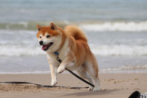 ... kaum am Strand angekommen ...