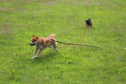 Toben im Park mit Hugo