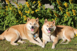 Meine Mama Makani und meine Halbschwester Yuki