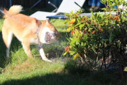 Kleine Munddusche