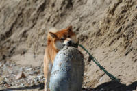 ... tolles Hundespielzeug am Strand