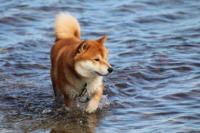 Ich seh aber auch cool aus. Filmcover: SHIBA SEA PATROL