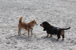 Großer Hush Puppy fragt Willi nach dem Weg zum Strand :-)