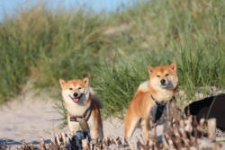 Nikki & Sunny (von links nach rechts)