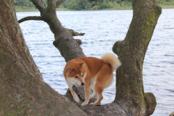 Im Baum kraxeln