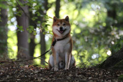 Ich erkläre hiermit den Wald zu meinem Eigentum