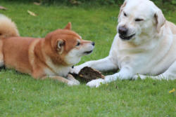 Balou macht auf Asiatisch