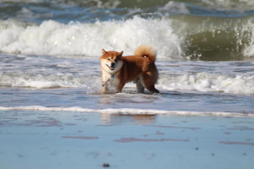 Herrlich - wieder baden und kneippen in der Nordsee :-)