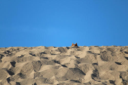 Klettern, erkunden, rauf und runter toben, Ausschau halten, gute Aussicht/Weitsicht geniessen, chillen auf der Rubjerg Knude Wanderdüne.