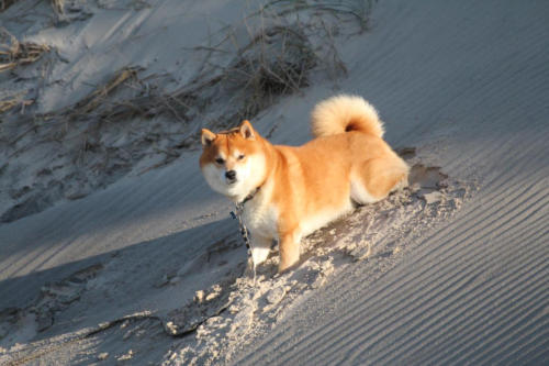 Tornby Klitplantage - tolle Sandrutschen gibt es hier