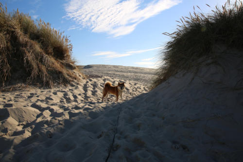 Willkommen im Paradies. Die größte Sandkiste aller Zeiten - Rubjerg Mile