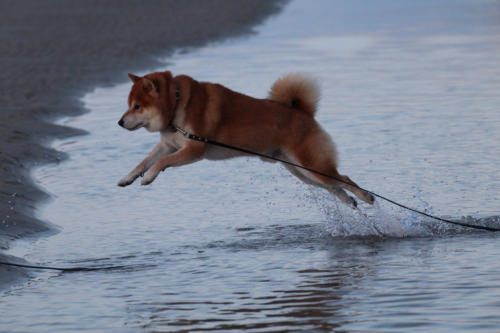 Abendliches Toben an unserem Strand