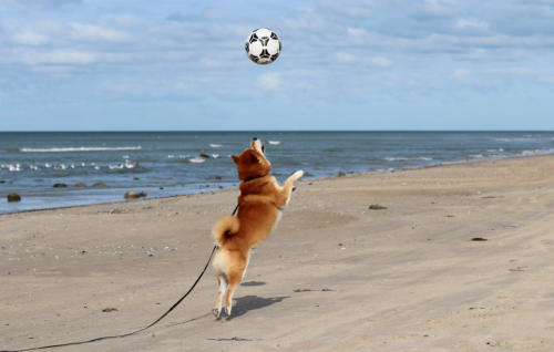 Hurra, Papi hat mir einen Fußball gekauft