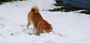 Ich bin ein Schnee-Shiba (hahaha)