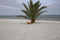 Palmenstranden