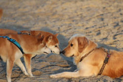 Eiji & Willi mit Strandbekanntschaft