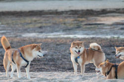 Willi, Sunny, Nikki & Yuki