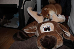 Ein grosser Rudolph