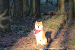 Ein Shiba sitzt im Walde, ganz still und stumm ...